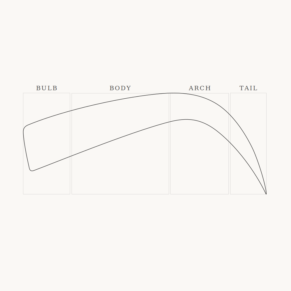 Expressive model directional flow showing medial anchoring and progressive angle change through body to tail