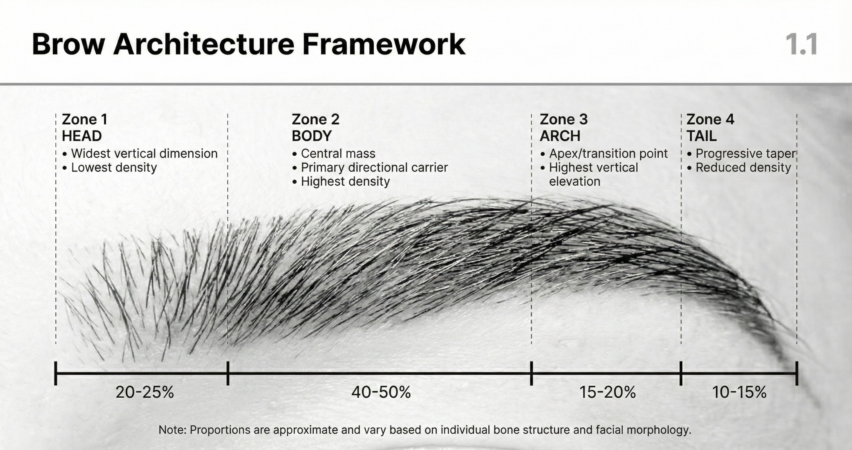 Diagram showing the four zones of brow architecture: Head, Body, Arch, and Tail with their structural relationships