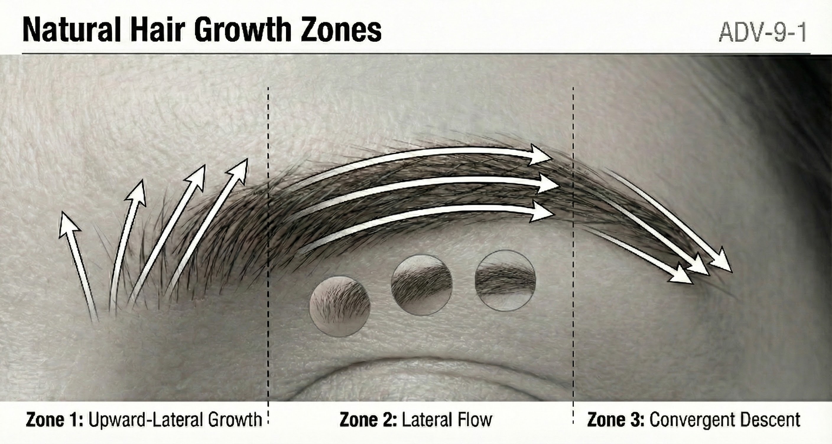Natural Hair Growth Zones